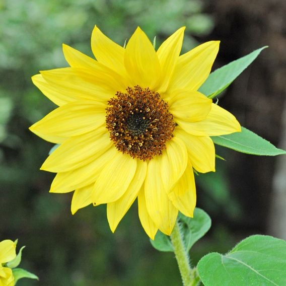 Helianthus 'Lemon Queen'