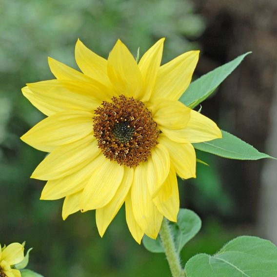 Helianthus 'Lemon Queen'
