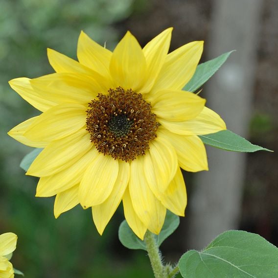 Helianthus 'Lemon Queen'