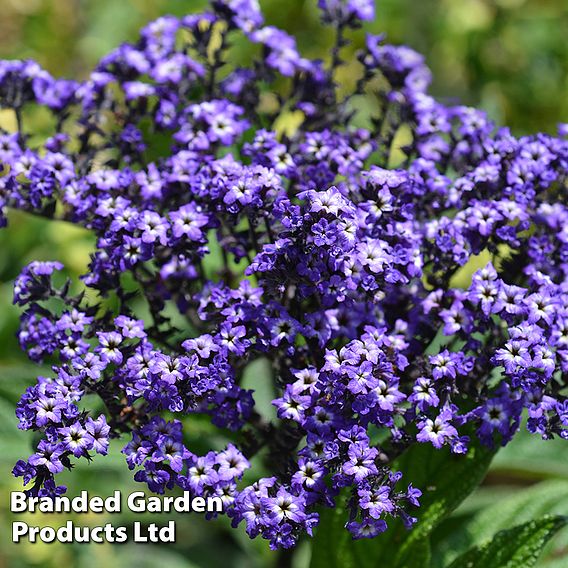 Heliotrope 'Marine'