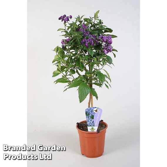Heliotrope 'Marine'