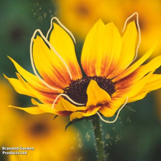 Sunflower SunBelievable&trade; 'Brown Eyed Girl'