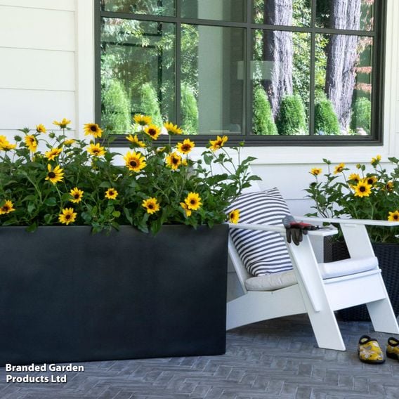 Sunflower SunBelievable&trade; 'Brown Eyed Girl'