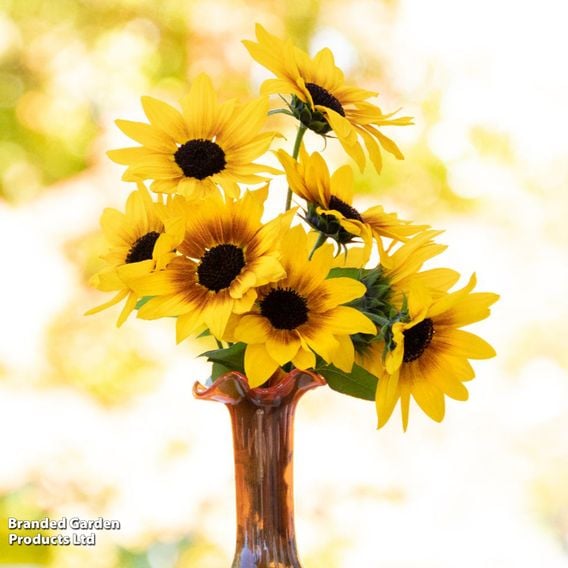 Sunflower SunBelievable&trade; 'Brown Eyed Girl'