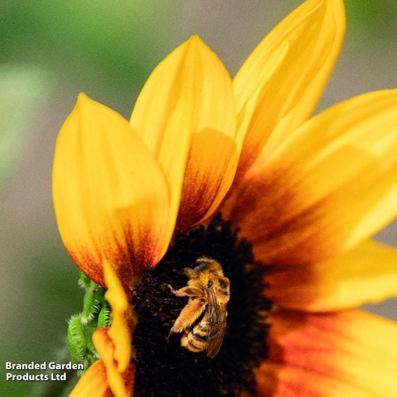Sunflower SunBelievable&trade; 'Brown Eyed Girl'