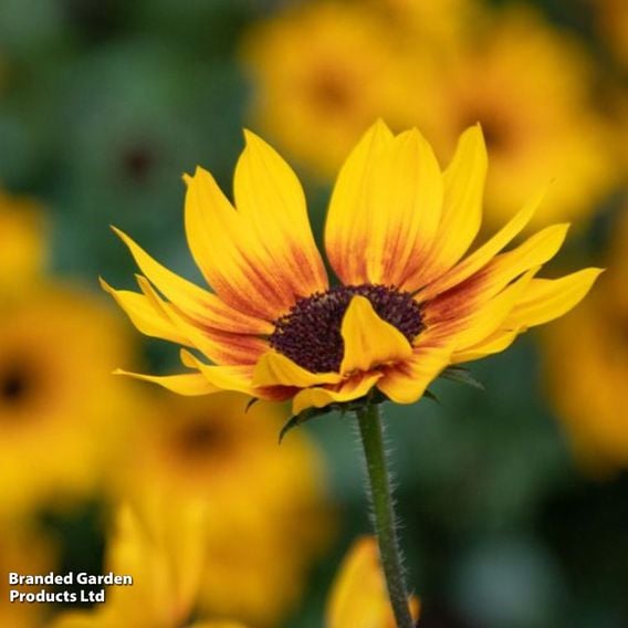 Sunflower SunBelievable&trade; 'Brown Eyed Girl'