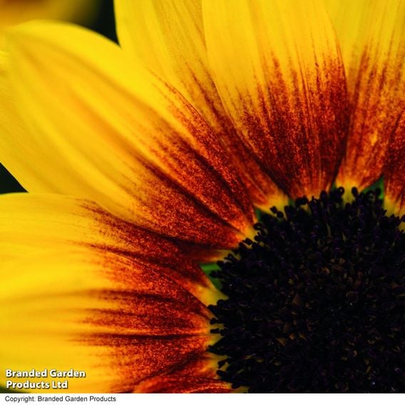 Sunflower SunBelievable&trade; 'Brown Eyed Girl'