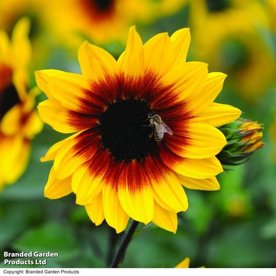 Sunflower SunBelievable&trade; 'Brown Eyed Girl'
