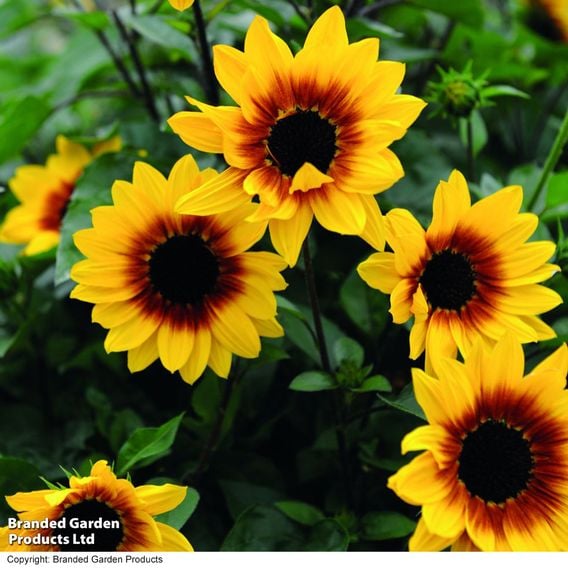 Sunflower SunBelievable&trade; 'Brown Eyed Girl'