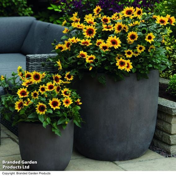 Sunflower SunBelievable&trade; 'Brown Eyed Girl'