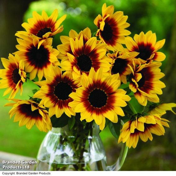 Sunflower SunBelievable&trade; 'Brown Eyed Girl'