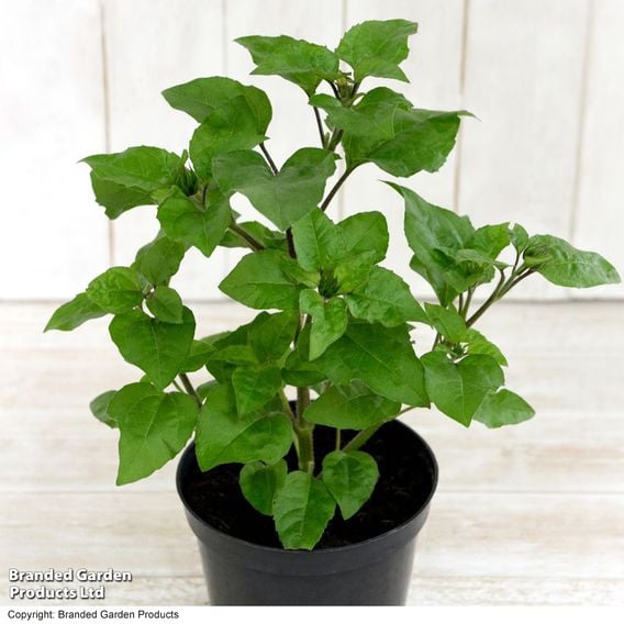 Sunflower SunBelievable&trade; 'Brown Eyed Girl'