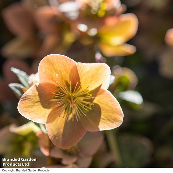 Hellebore 'Merlin'