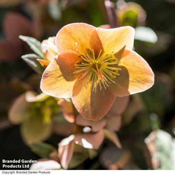 Hellebore 'Merlin'