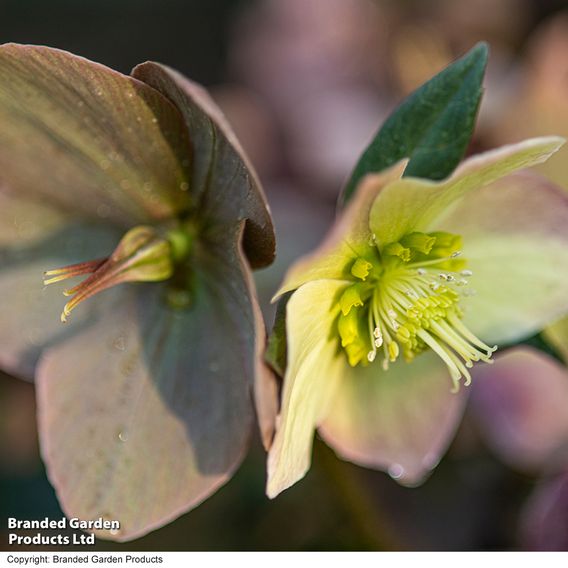 Hellebore 'Merlin'