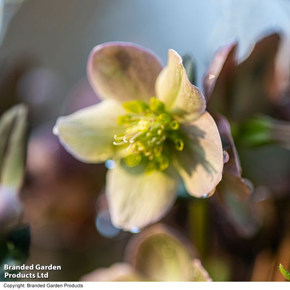 Hellebore 'Merlin'