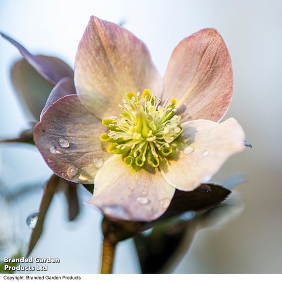 Hellebore 'Merlin'