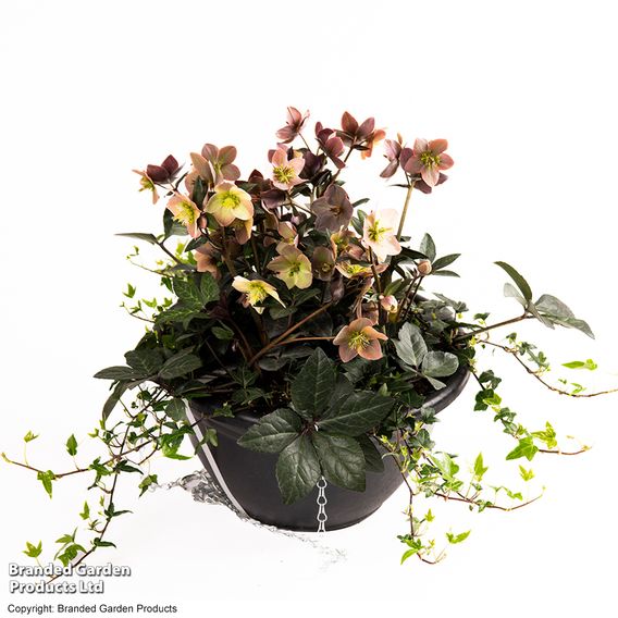 Hellebore Pre-planted Basket