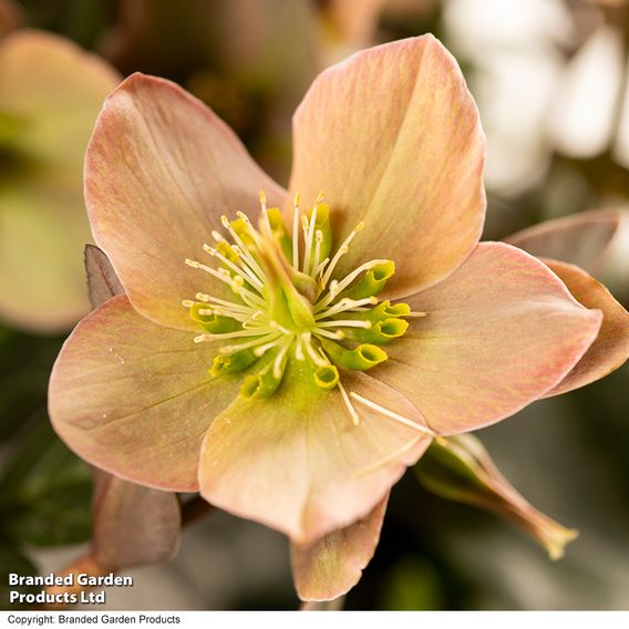 Hellebore Pre-planted Basket