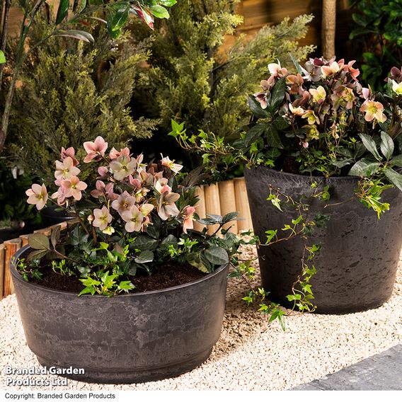 Hellebore Pre-planted Basket