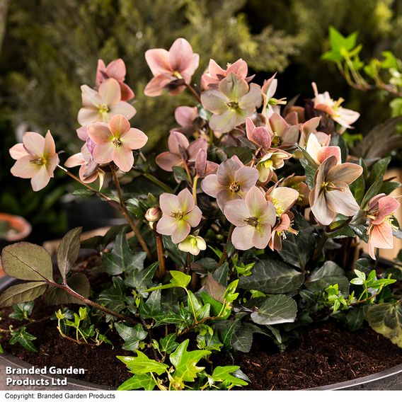 Hellebore Pre-planted Basket