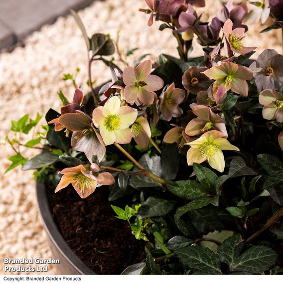 Hellebore Pre-planted Basket