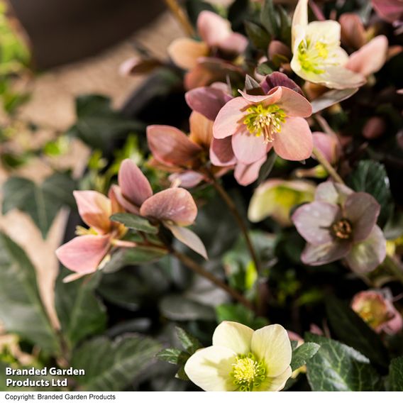 Hellebore Pre-planted Basket