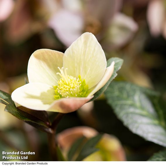 Hellebore Pre-planted Basket