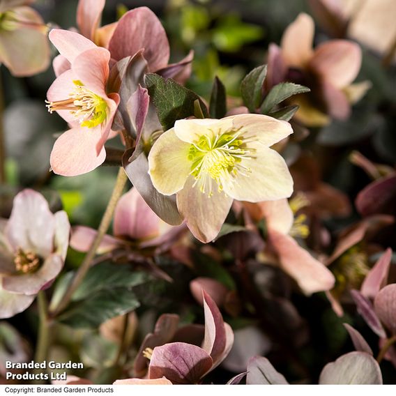 Hellebore Pre-planted Basket