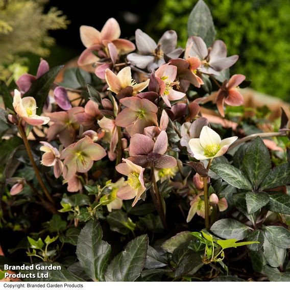 Hellebore Pre-planted Basket