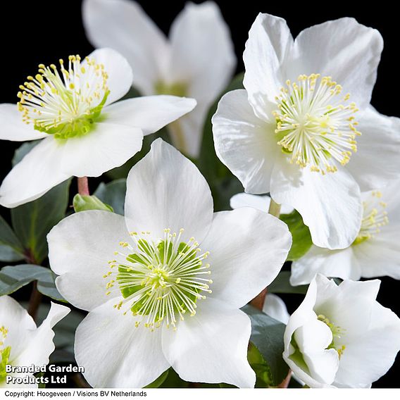 Hellebore Niger