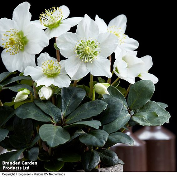 Hellebore Niger