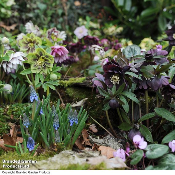 Hellebore 'Double Mixed'