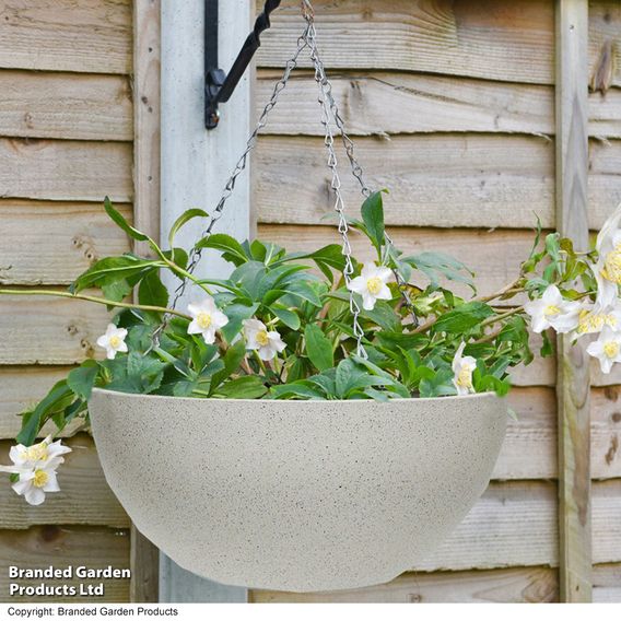 Hellebore Pre-planted Basket