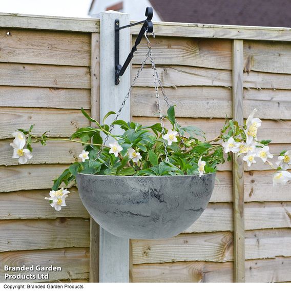 Hellebore Pre-planted Basket