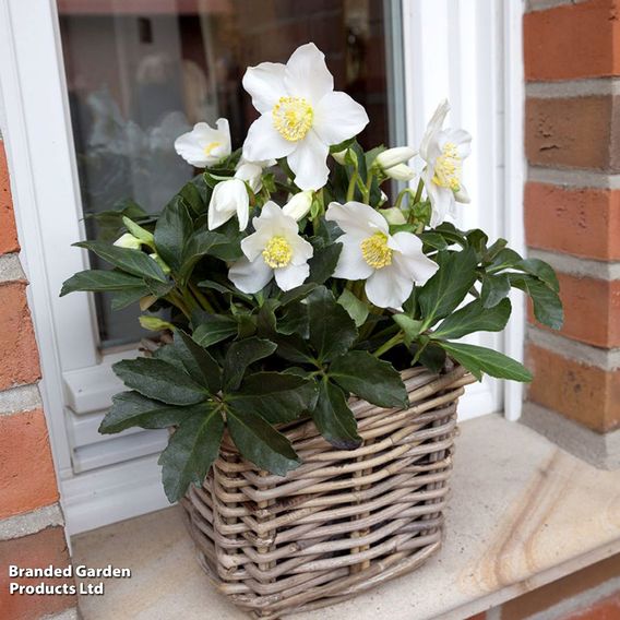 Hellebore Pre-planted Basket