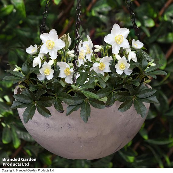 Hellebore Pre-planted Basket