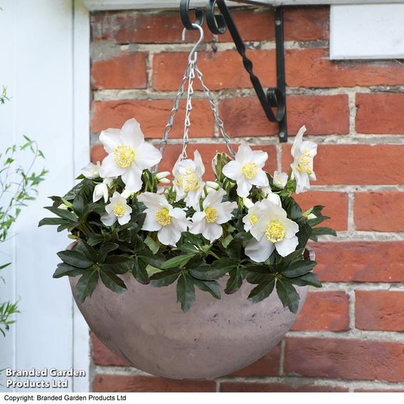 Hellebore Pre-planted Basket