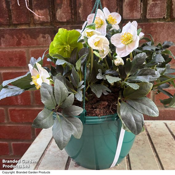 Hellebore Pre-planted Basket