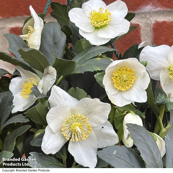 Hellebore Pre-planted Basket