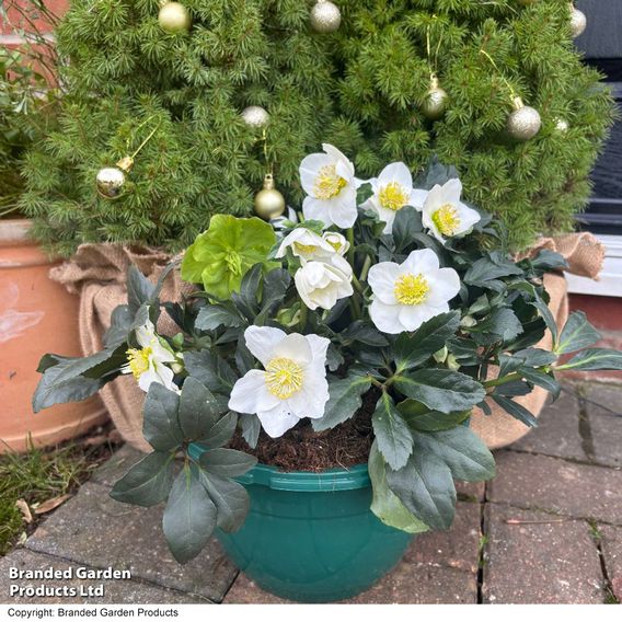 Hellebore Pre-planted Basket