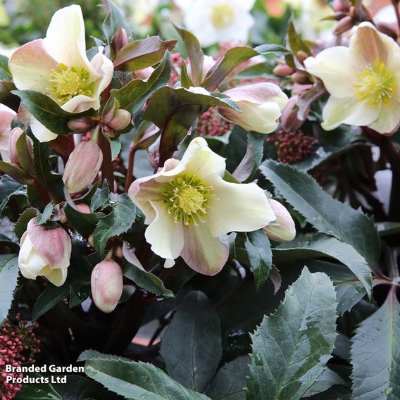 Hellebore 'Merlin'
