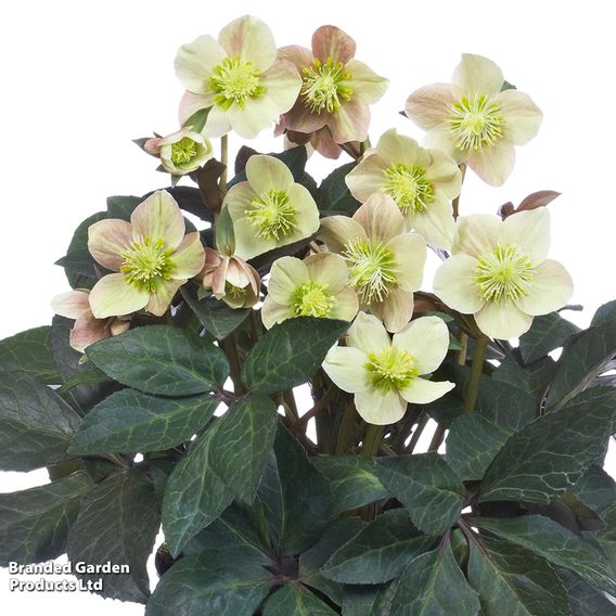Hellebore 'Merlin'