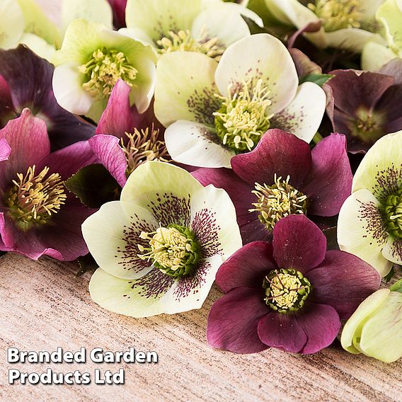 Hellebore x hybridus 'Mixed'