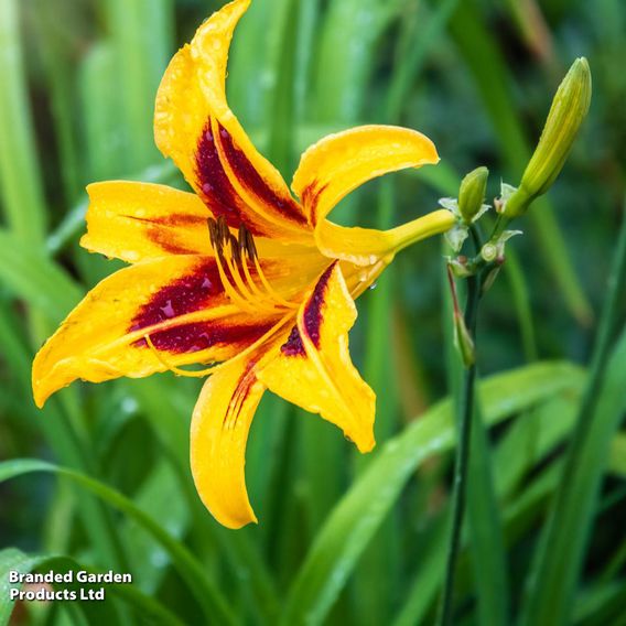 Hemerocallis 'Bonanza'