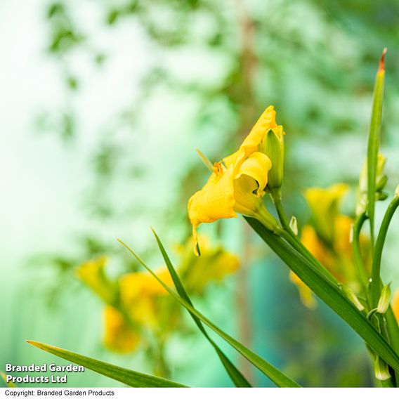 Hemerocallis 'See You Tomorrow'