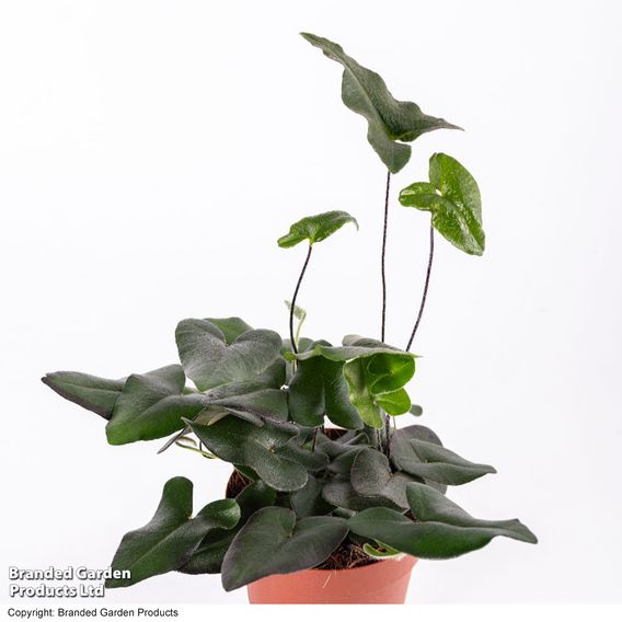 Hemionitis arifolia