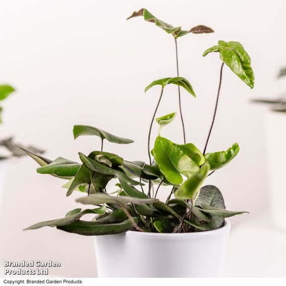 Hemionitis arifolia