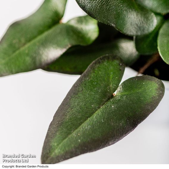 Hemionitis arifolia