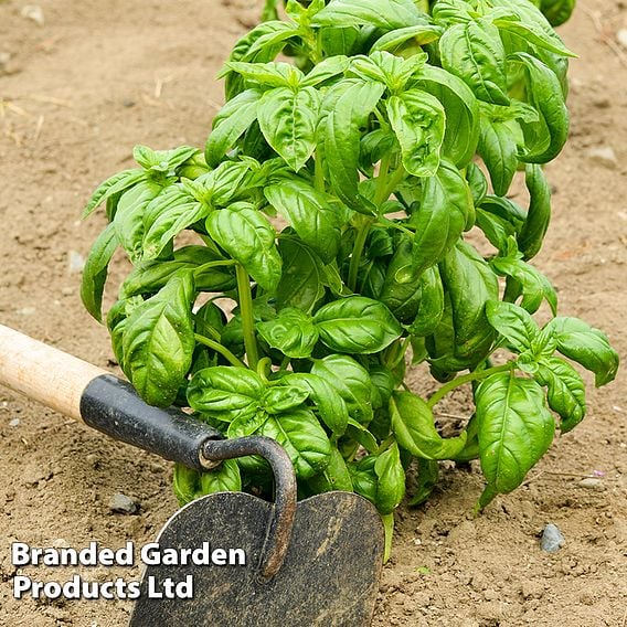 Basil 'Loki' - Organic Herb Seeds